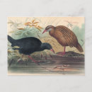 Search for railing postcards Wildlife