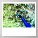 Recherche de peinture paon posters Oiseau