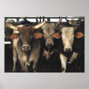 Recherche de vache posters Troupeau
