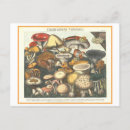 Search for vintage mushrooms postcards Illustration