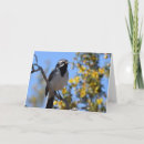 Search for desert birds cards Birding