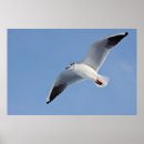 Recherche de vogel posters Himmel