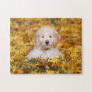 Search for goldendoodle gifts Cute
