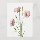 Recherche de mariposa cartes postales Fleur