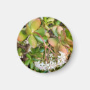 Recherche de jade magnete Vert