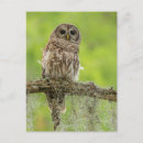 Search for limb postcards Wildlife