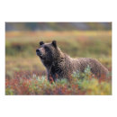 Recherche de grizzly posters Usa