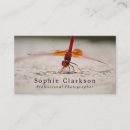 Recherche de libellule photographie Photographe