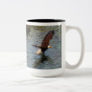 Recherche de chauve souris tasses Faune