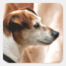 Search for jack russell terrier dog stickers Pet
