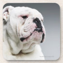 Search for office humour coasters Animal