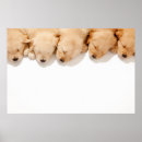 Recherche de chiot golden retriever posters Animal