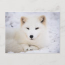 Recherche de renard blanc cartes postales Faune