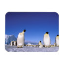 Recherche de empereur magnets Neige