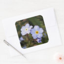 Search for forget me not flowers stickers White