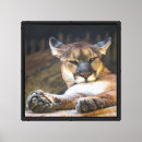 Search for cougar wild cat art Mountain lion