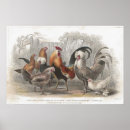 Search for gamecock art Rooster