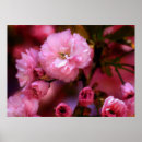 Search for spring cherry blossom posters Plants