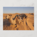 Recherche de tunisienne cartes postales Chameau