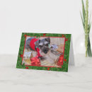 Recherche de schnauzer cards Chien