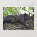 Recherche de les maladies cartes postales Animal