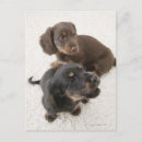 Recherche de miniature cartes postales Blanc