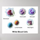 Recherche de cellules posters Blanc