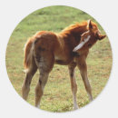 Search for colt stickers Filly