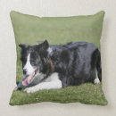 Recherche de de border collie coussins Se coucher