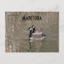 Recherche de oiseau mer cartes postales Nature