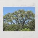 Recherche de furets cartes postales Oiseaux