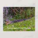 Recherche de salutations floride cartes postales Alligator