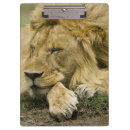 Search for cat clipboards Panthera leo