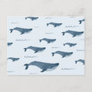 Search for whale pattern postcards Marine life