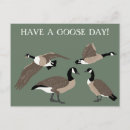 Search for goose postcards Canada geese