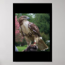 Search for red tailed hawk posters Animals