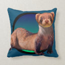 Recherche de furets coussins Furet mignon