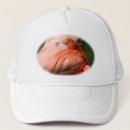 Search for feathered birds hats Feathers