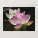 Recherche de paire cartes postales Floral