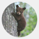 Search for bear photo stickers Wildlife