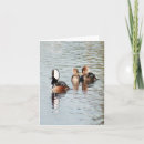 Search for merganser duck Birds