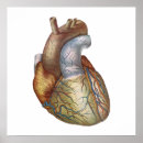 Search for anatomical heart art Vintage