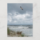 Recherche de oiseaux mer cartes postales Extérieur