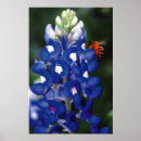 Search for multi region posters Bluebonnet