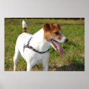 Recherche de jack russell posters Terrier