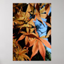 Recherche de érable rouge posters Botanique