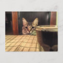 Recherche de chat super cartes postales Animaux