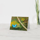 Search for morpho cards Photography