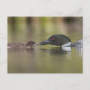 Search for gary postcards Superstock