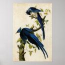 Search for jay bird posters Birds of america